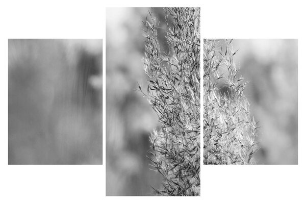 Obraz - Boho pampas grass (90x60 cm)