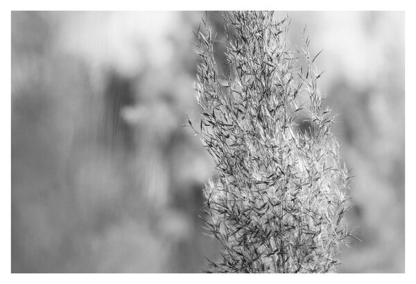 Obraz - Boho pampas grass (90x60 cm)