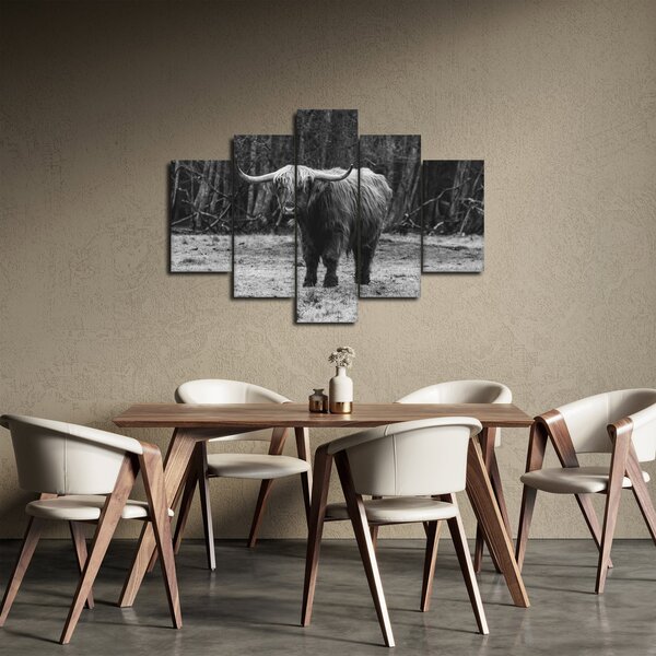Obraz - Škótska krava (150x105 cm)