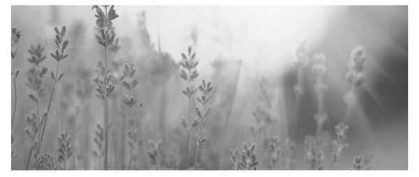 Obraz - Levanduľa (120x50 cm)