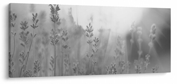 Obraz - Levanduľa (120x50 cm)