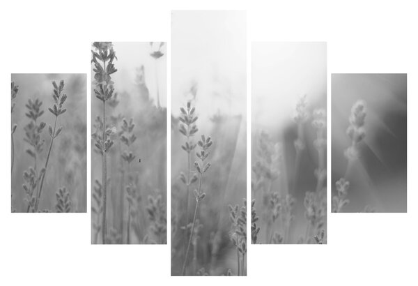 Obraz - Levanduľa (150x105 cm)