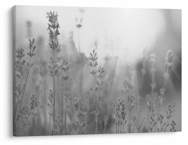 Obraz - Levanduľa (70x50 cm)