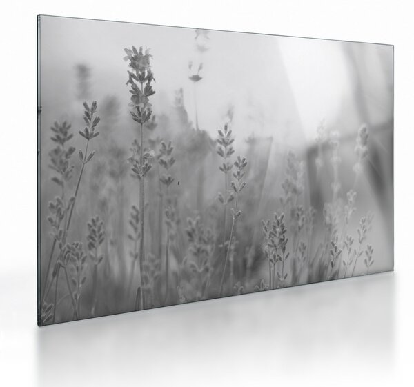 Sklenený obraz - Levanduľa (70x50 cm)