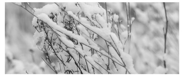 Obraz - Zasnežené vetvy (120x50 cm)