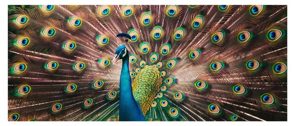 Obraz - Páv (120x50 cm)