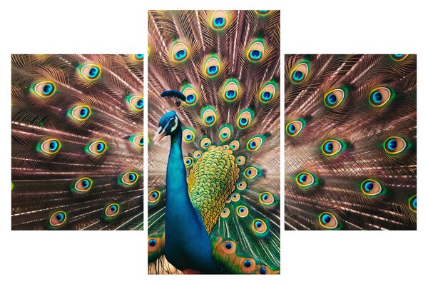 Obraz - Páv (90x60 cm)
