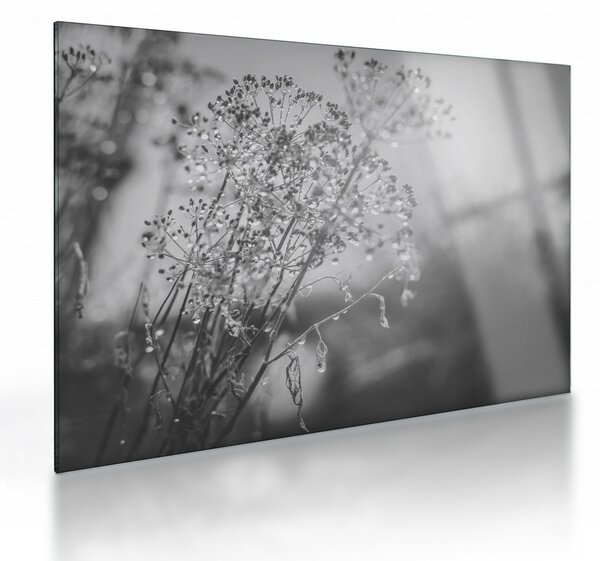 Sklenený obraz - Lúka po daždi (70x50 cm)