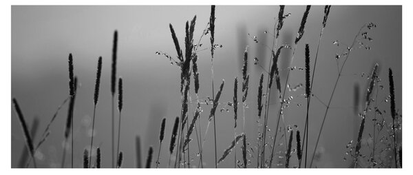 Obraz - Steblá trávy (120x50 cm)