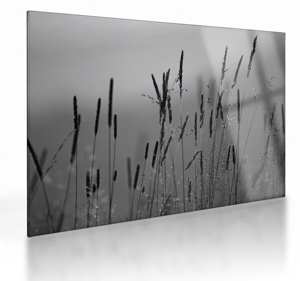 Sklenený obraz - Steblá trávy (70x50 cm)