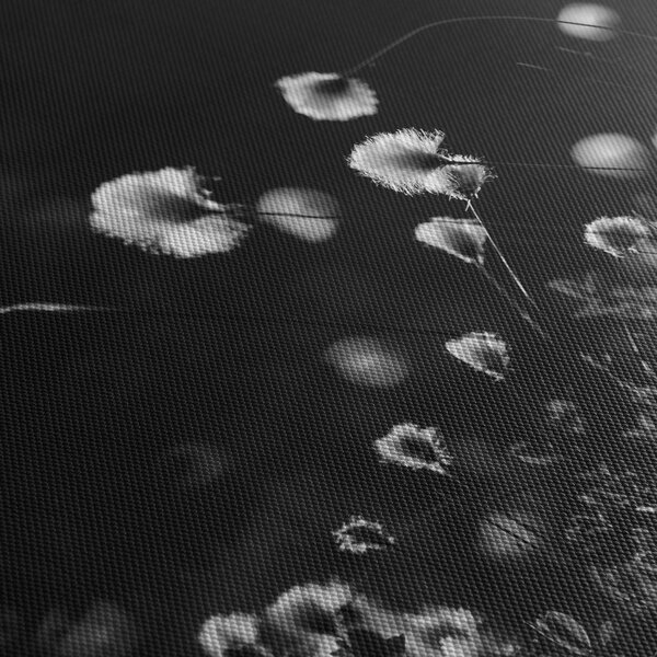 Obraz - Lúka s cottongrass N⁰1 (70x50 cm)