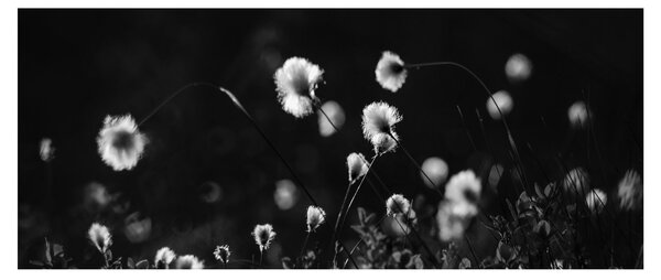 Obraz - Lúka s cottongrass N⁰1 (120x50 cm)