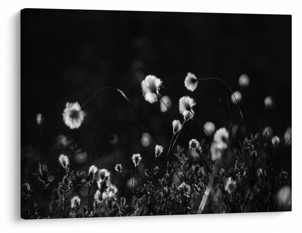 Obraz - Lúka s cottongrass N⁰1 (70x50 cm)