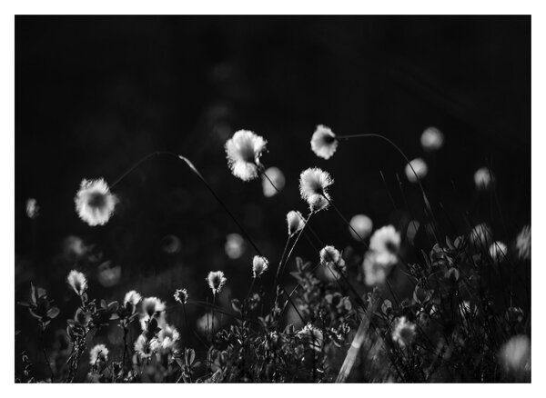Obraz - Lúka s cottongrass N⁰1 (70x50 cm)