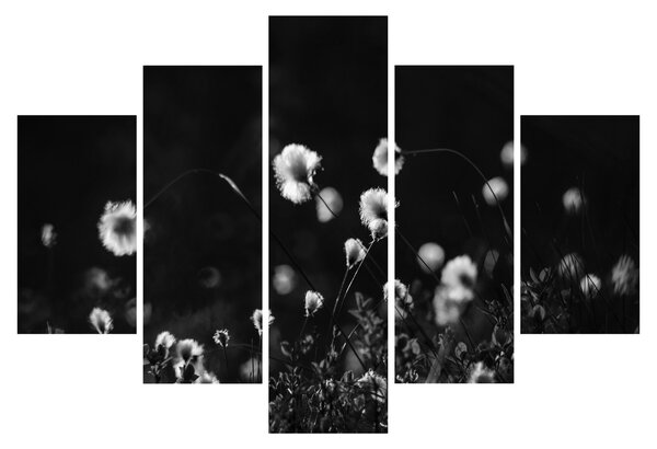 Obraz - Lúka s cottongrass N⁰1 (150x105 cm)