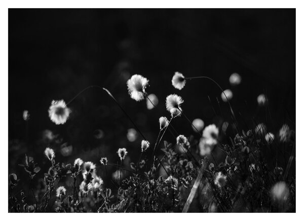 Sklenený obraz - Lúka s cottongrass N⁰1 (70x50 cm)