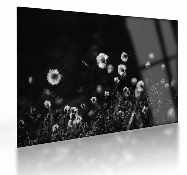 Sklenený obraz - Lúka s cottongrass N⁰1 (70x50 cm)