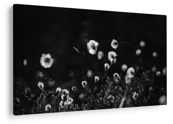 Obraz - Lúka s cottongrass N⁰1 (90x60 cm)