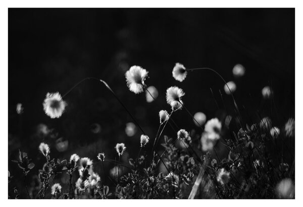 Obraz - Lúka s cottongrass N⁰1 (90x60 cm)