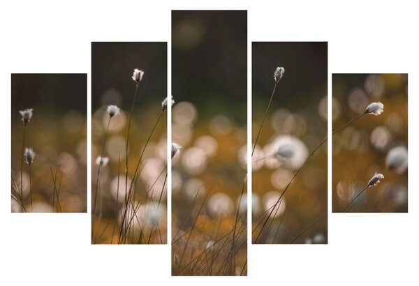Obraz - Lúka s cottongrass N⁰2 (150x105 cm)