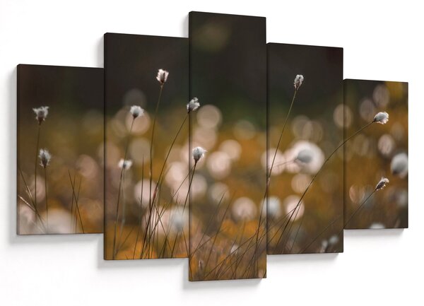 Obraz - Lúka s cottongrass N⁰2 (150x105 cm)