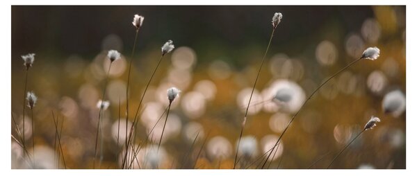 Obraz - Lúka s cottongrass N⁰2 (120x50 cm)