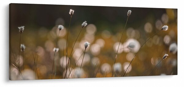 Obraz - Lúka s cottongrass N⁰2 (120x50 cm)