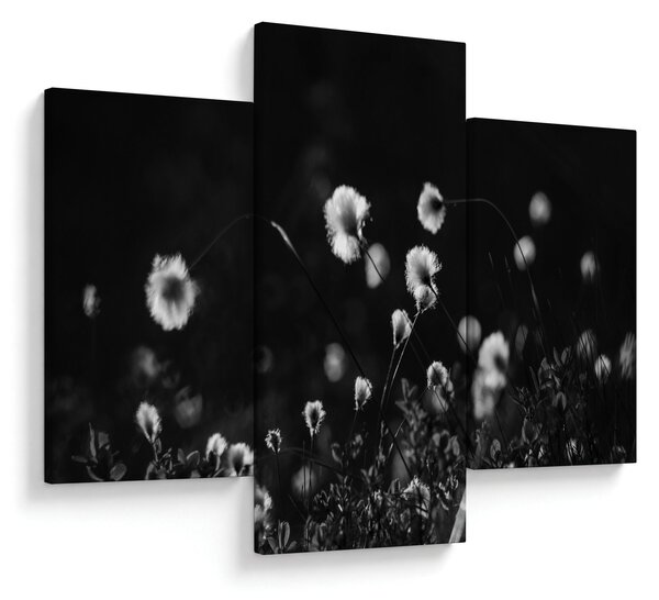 Obraz - Lúka s cottongrass N⁰1 (90x60 cm)