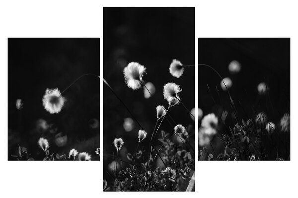 Obraz - Lúka s cottongrass N⁰1 (90x60 cm)