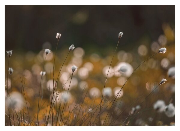 Sklenený obraz - Lúka s cottongrass N⁰2 (70x50 cm)