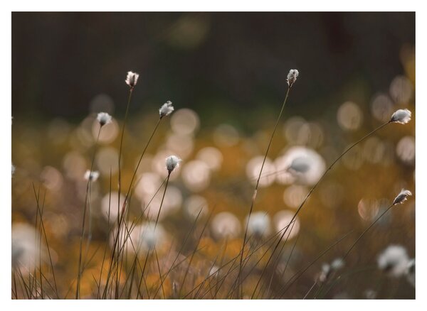 Obraz - Lúka s cottongrass N⁰2 (70x50 cm)
