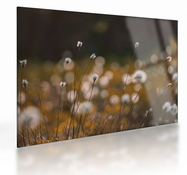 Sklenený obraz - Lúka s cottongrass N⁰2 (70x50 cm)