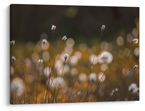 Obraz - Lúka s cottongrass N⁰2 (70x50 cm)
