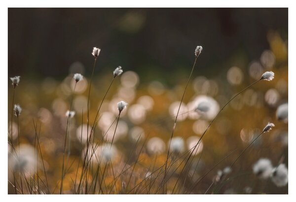Obraz - Lúka s cottongrass N⁰2 (90x60 cm)
