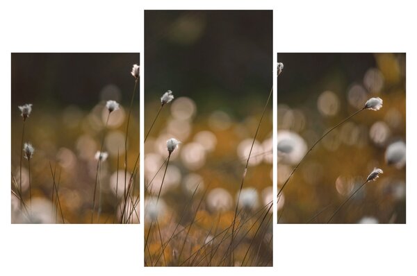 Obraz - Lúka s cottongrass N⁰2 (90x60 cm)
