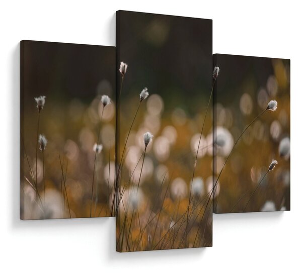 Obraz - Lúka s cottongrass N⁰2 (90x60 cm)