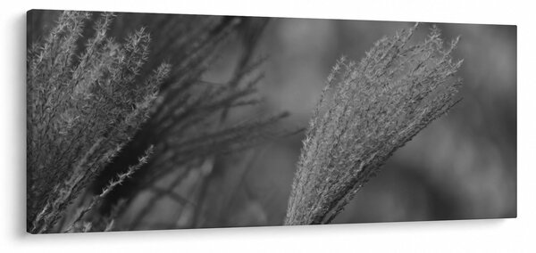 Obraz - Sušená pampová tráva (120x50 cm)