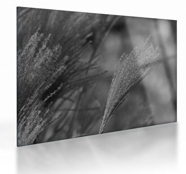 Sklenený obraz - Sušená pampová tráva (70x50 cm)