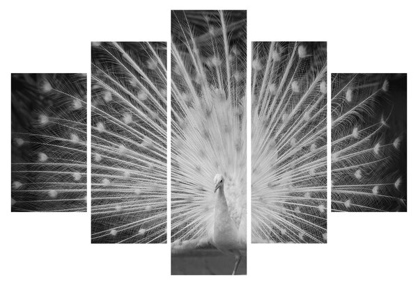 Obraz - Biely páv (150x105 cm)