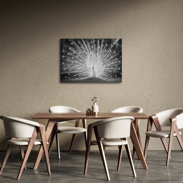 Obraz - Biely páv (70x50 cm)
