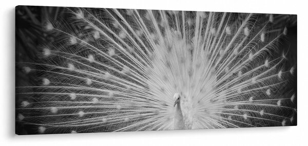 Obraz - Biely páv (120x50 cm)