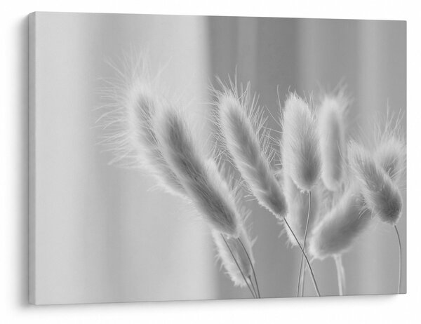 Obraz - Bunny tail grass (70x50 cm)