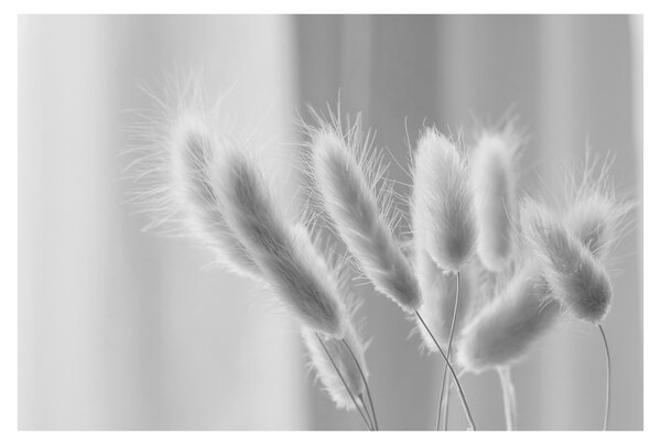 Obraz - Bunny tail grass (90x60 cm)