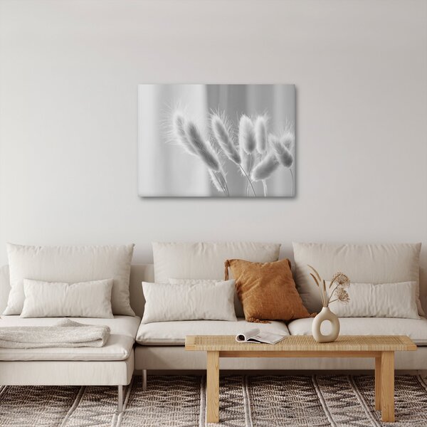 Obraz - Bunny tail grass (70x50 cm)