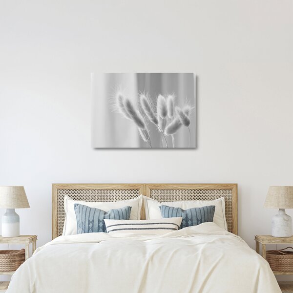 Sklenený obraz - Bunny tail grass (70x50 cm)