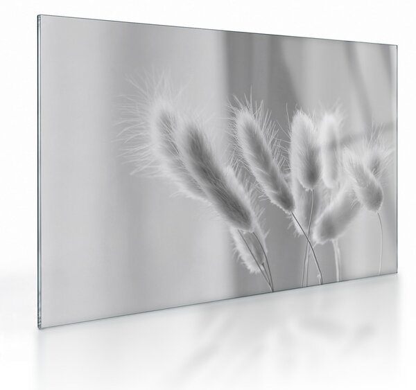 Sklenený obraz - Bunny tail grass (70x50 cm)