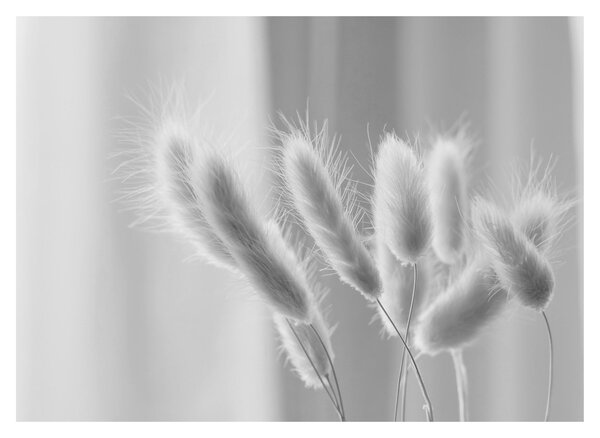 Sklenený obraz - Bunny tail grass (70x50 cm)