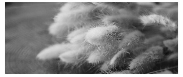 Obraz - bunny tail grass na stole (120x50 cm)
