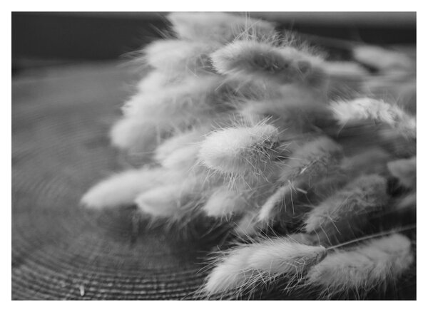 Sklenený obraz - bunny tail grass na stole (70x50 cm)
