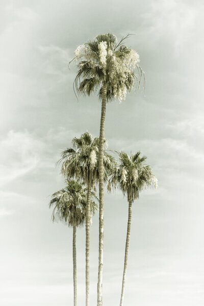 Umelecká fotografie Vintage Palm Trees Skyhigh, Melanie Viola, (26.7 x 40 cm)
